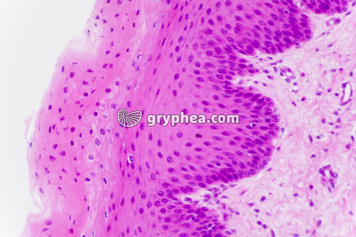 Vagin x100 - gryphea.com